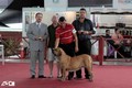Matriz - Fila Brasileiro Dourado - Canil Singular - Olivia